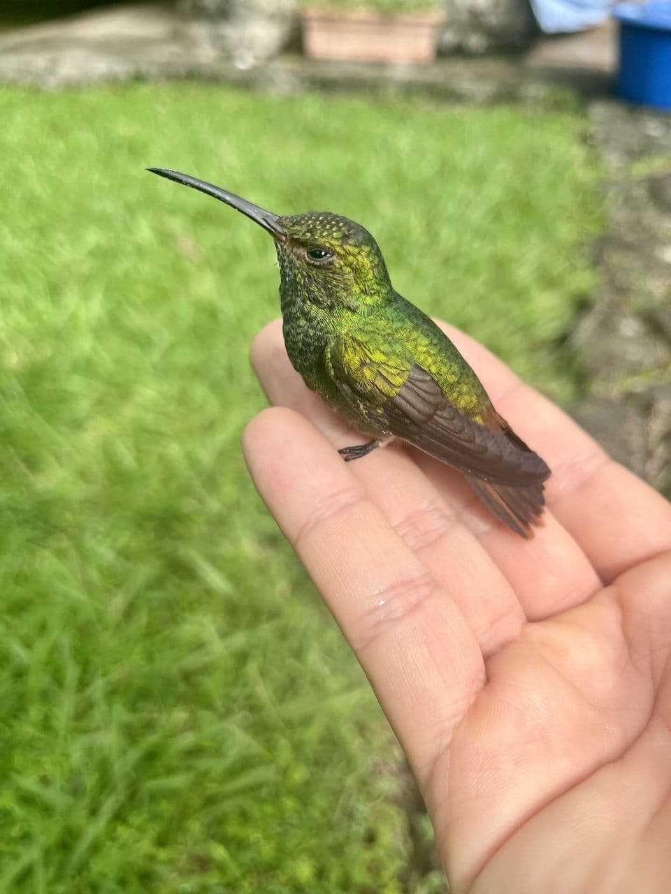Un colibrí posado en la mano, en el jardín de la casa